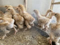 golden puff 1 months plus chicks