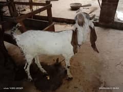 Qurbani k liy BAKRI / White Goat/ Beautiful Bakri