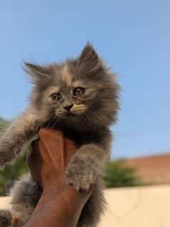 Persian Kittens