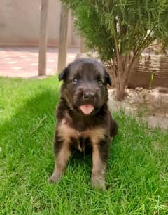 Belgian Shephred Puppy