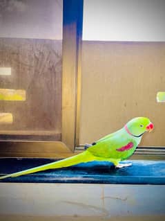 Green parrot