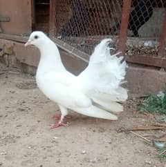 female pegion and cock