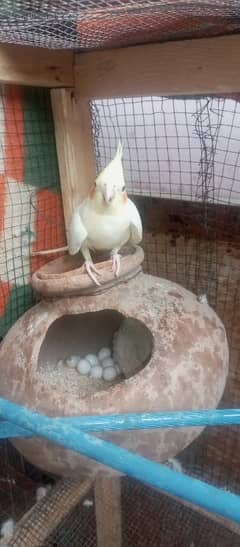 cocktail parrots urgent sale