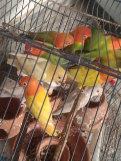 love birds