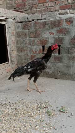 chingari burma cross breed patha 03234102419