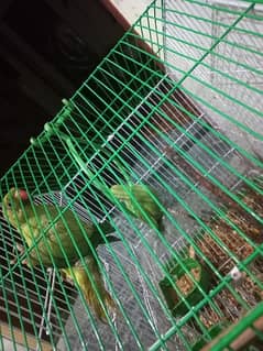 urgent sale 3000 per piece