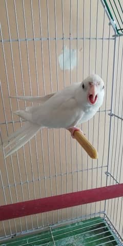 MALE ENO COCKTAIL for sale
