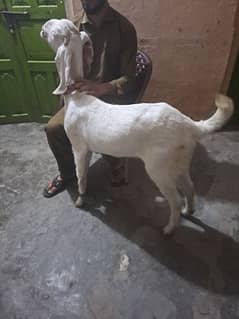 2 daant rajan poore path for sale