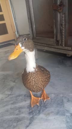 Ducks