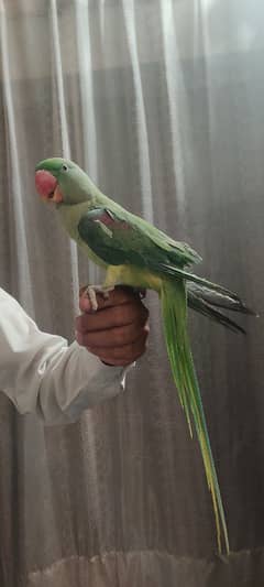 Raw parrot