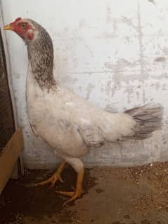 pure aseel madi Masha Allah home breed ha
