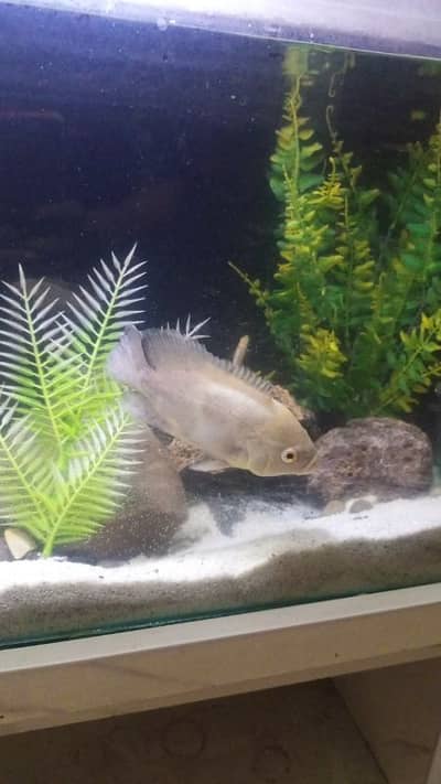 albino