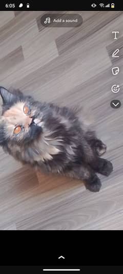 female kitten