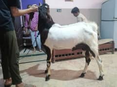 botho bakra