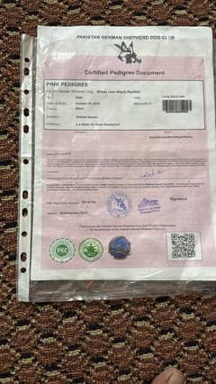 german shefered pair with certificate