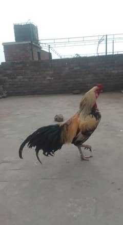 pure desi hen for sale