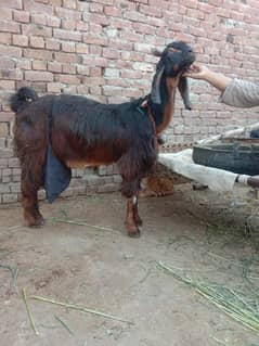 nochi or d. d. p krass bakri dodh wali