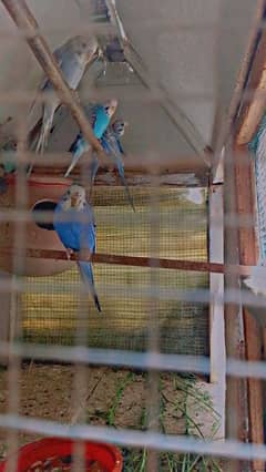 bajjri birds with Cage for sell