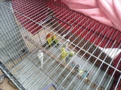 love birds and Australian pair baby and adult