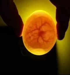 Austrolorp & RIr ,silkly Egg (03224535024)