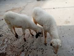 sheep