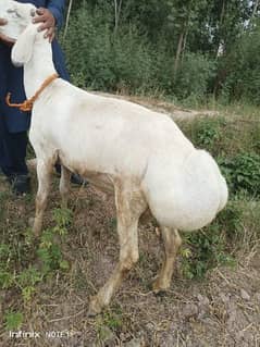 qurbani k leyai dumba
