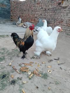 fancy hens
