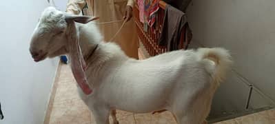 Bakra