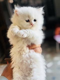 cat sale