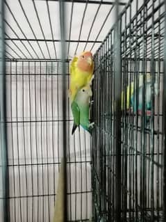 2 breeder pair for sale