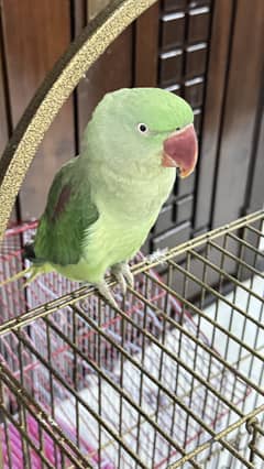 Raw Parrot - urgently available for sale at very low price