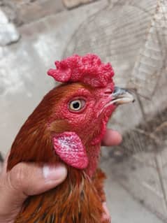 Aseel Thai Cross Murga for sale