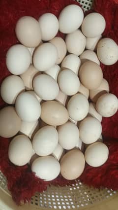 Astrolop & Rir & silkie Fertile egg (03224535024)
