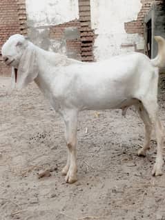خوبصورت بکرا قربانی کے لئے
