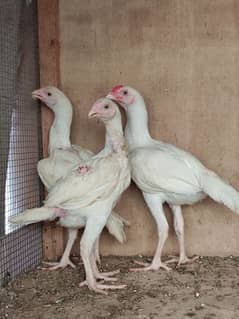 4 months old paper white heera trio