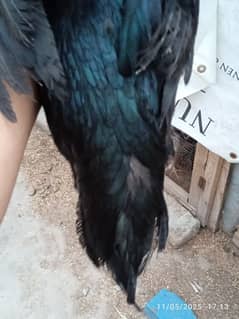 aseel Thai pair  and heera chicks