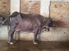 3ra soowa 9 kg thanda dhood 2.5 month ho gye hai Sui KO aseel or nasli