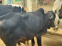 Qurababani animals
