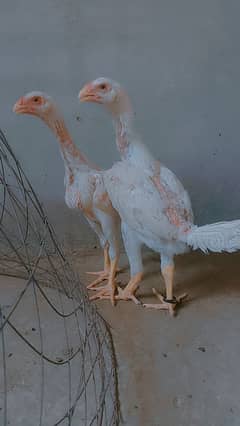 High quality king size paper white o Shamo chicks
