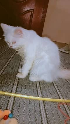 kittens for sell