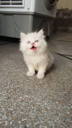 Persian kitten