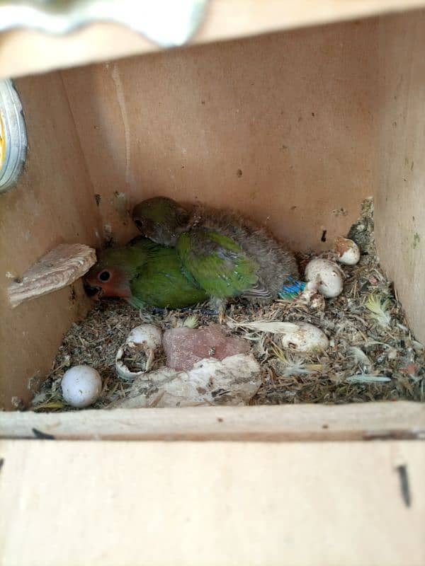 love birds breeding pair urgent sale 6