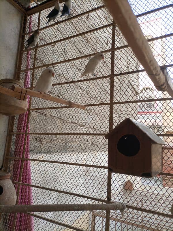 love birds breeding pair urgent sale 8
