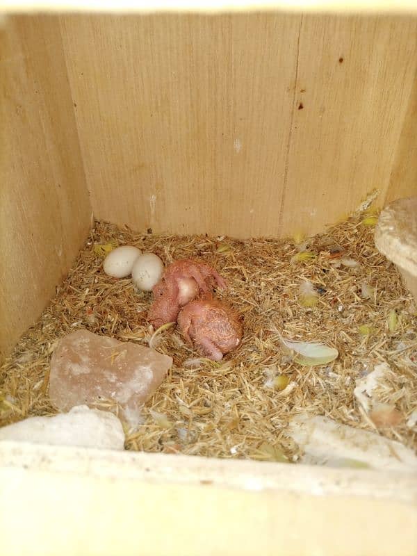 love birds breeding pair urgent sale 9