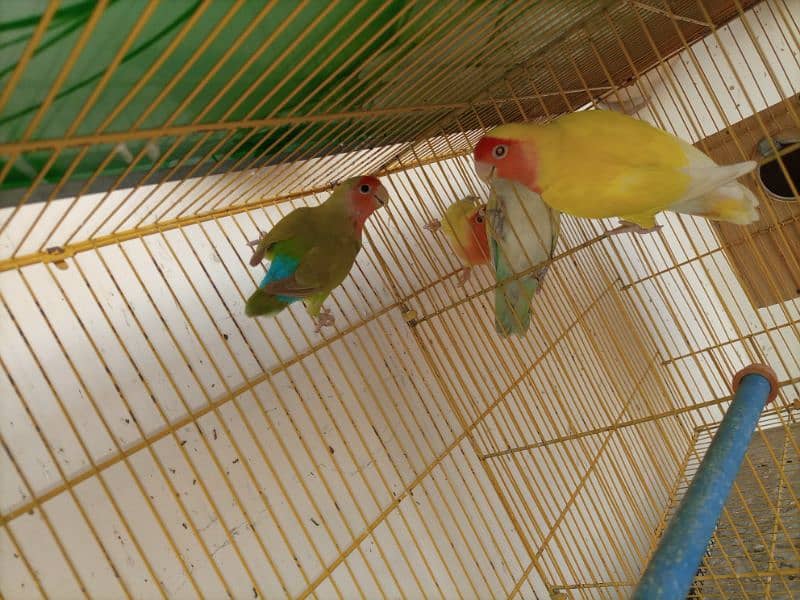 love birds breeding pair urgent sale 10