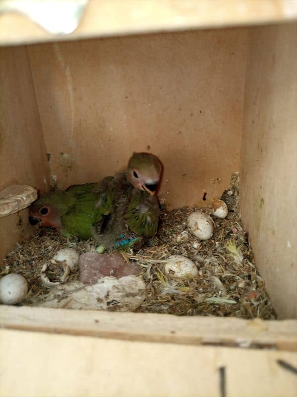 love birds breeding pair urgent sale 11