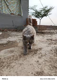 cat for sale persian_
