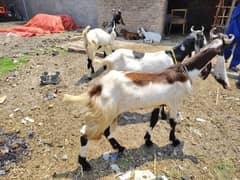 Sindi bakray for sale 3 bakray ha