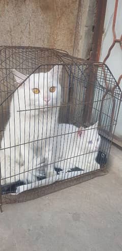 Turkish Angora persian Cat Male