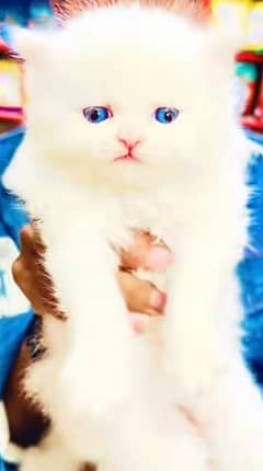 Parisian triple kittens for WhatsApp. 03463649736
